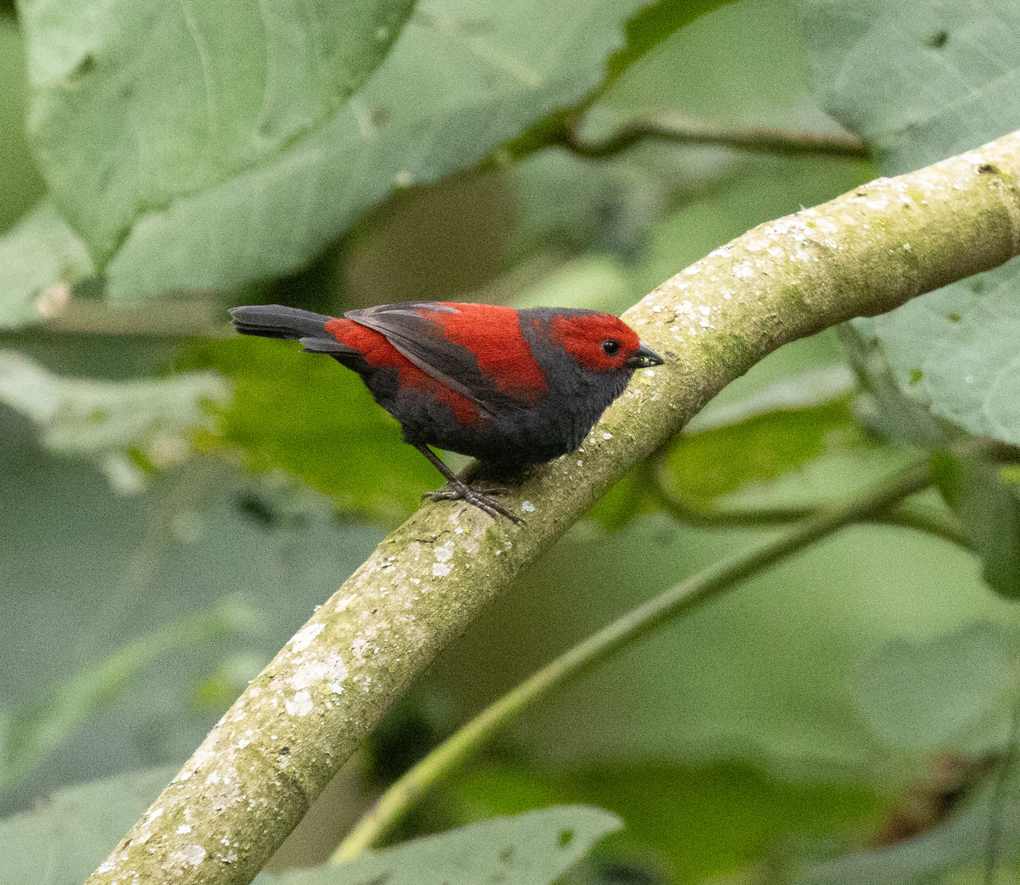 Dusky Crimsonwing (Cryptospiza jacksoni), photo 2