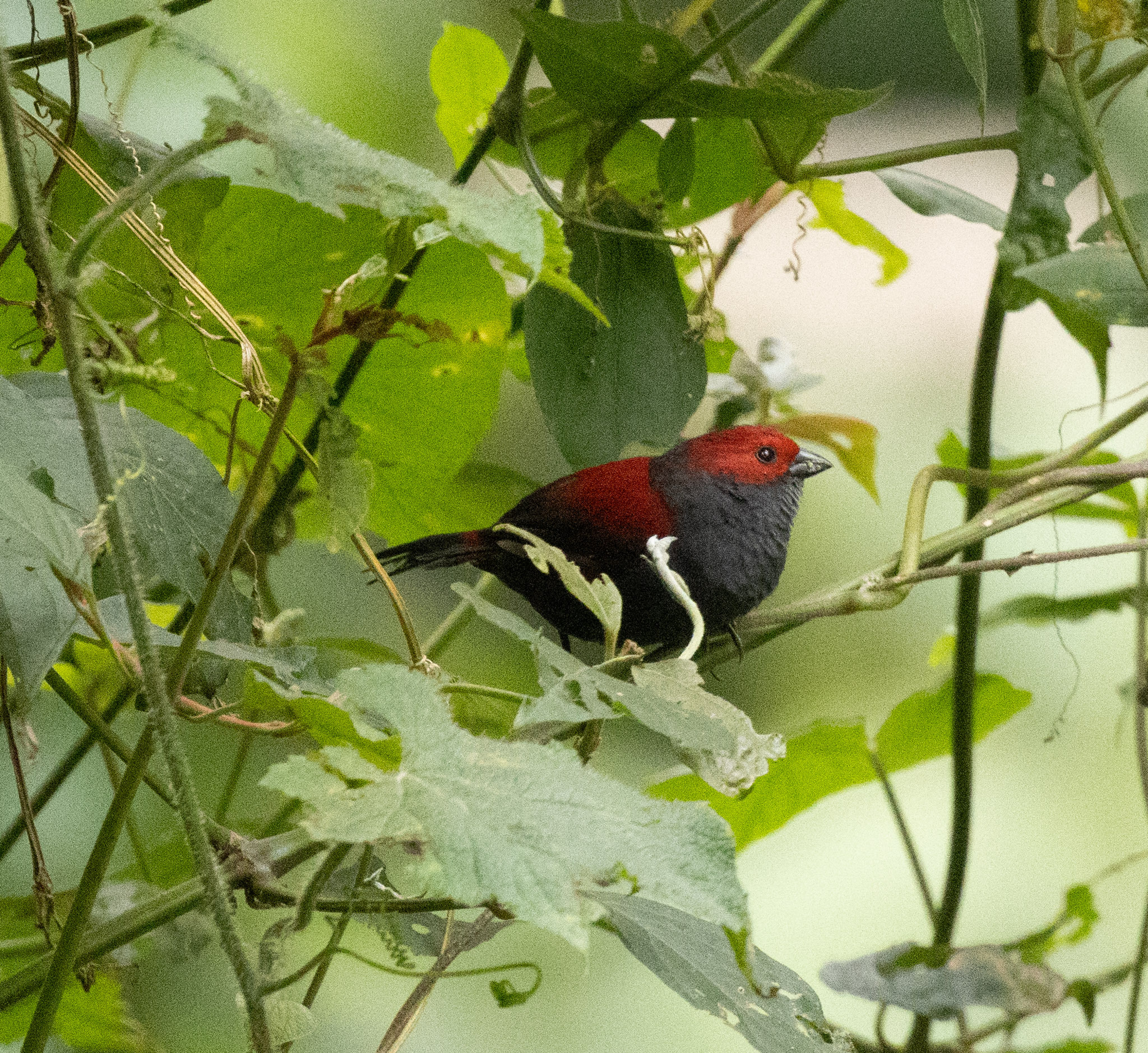 Dusky Crimsonwing (Cryptospiza jacksoni), photo 3