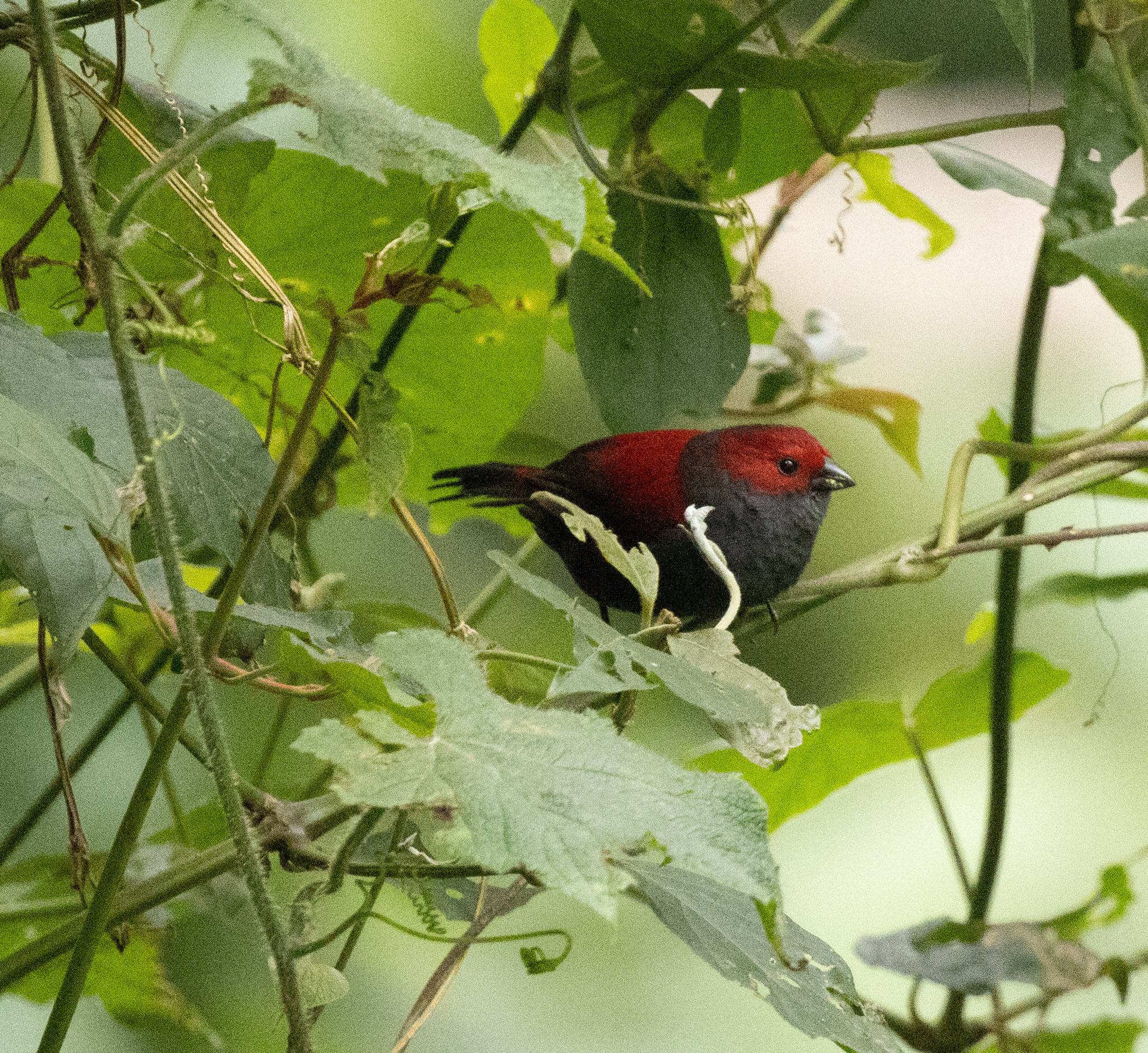 Dusky Crimsonwing (Cryptospiza jacksoni), photo 4