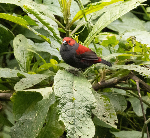 Dusky Crimsonwing (Cryptospiza jacksoni), photo 6