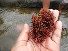 Amphiroa ephedraea