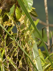 Epidendrum mixtum