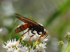 Polistes buyssoni