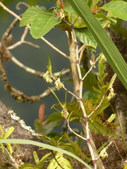 Epidendrum mixtum