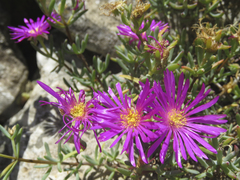 Lampranthus vernalis