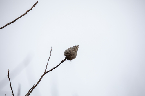 Unknown species found near 2939+V6 Huff Park, 2399 Ball Ave NE, Grand Rapids, MI 49505, USA