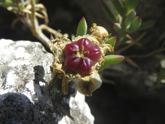Lampranthus vernalis