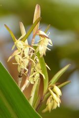 Epidendrum mixtum