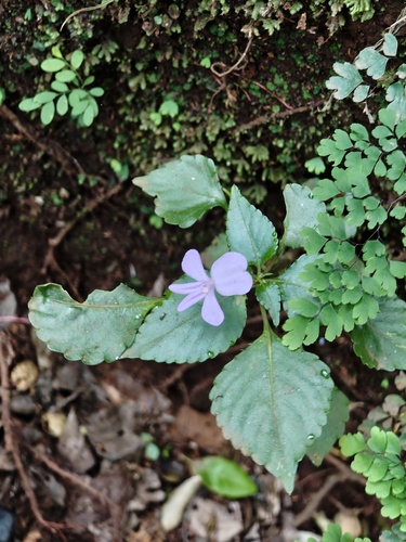 Impatiens pseudoviola