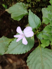 Impatiens pseudoviola, photograph (c) Ram Dayal Vaishnav, some rights reserved (CC BY)