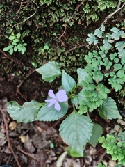 Impatiens pseudoviola, photograph (c) Ram Dayal Vaishnav, some rights reserved (CC BY)