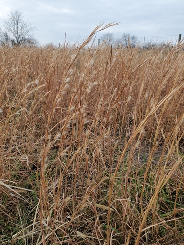 broomsedge bluestem (Andropogon virginicus)