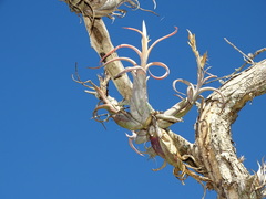 Tillandsia paucifolia
