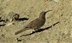 Upucerthia dumetaria