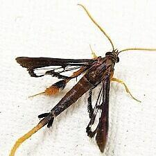 Clematis Clearwing Moth