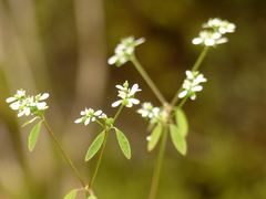 Euphorbia ariensis