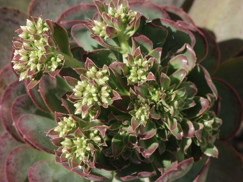 Image of Aeonium davidbramwellii by no rights reserved