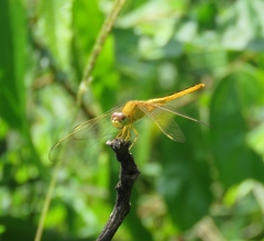 Crocothemis
