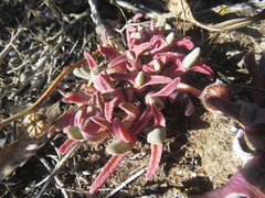 Cheiridopsis rostrata