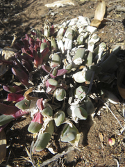 Cheiridopsis rostrata