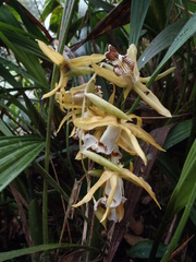 Coelogyne