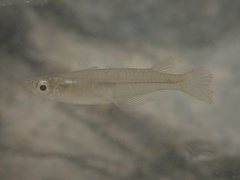 Oryzias curvinotus