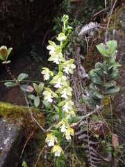 Calanthe otuhanica