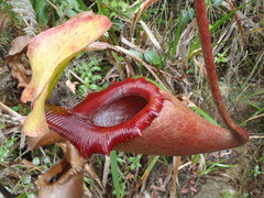 Nepenthes × kinabaluensis