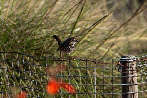 iNaturalist observation photo of Song Sparrow