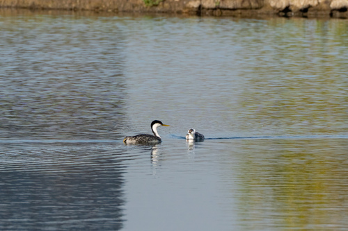 iNaturalist observation photo of Western Grebe