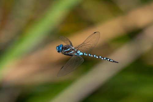 iNaturalist observation photo of Blue-eyed Darner