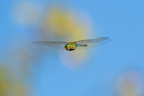 iNaturalist observation photo of Common Green Darner