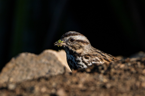 iNaturalist observation photo of Song Sparrow