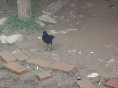 Myophonus borneensis