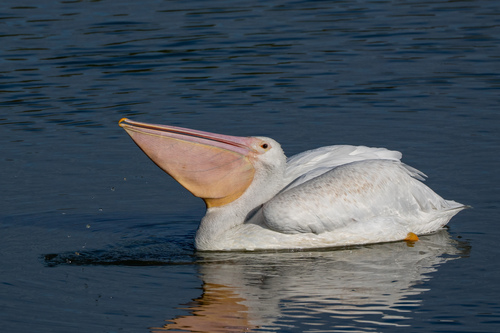 iNaturalist observation photo of American White Pelican