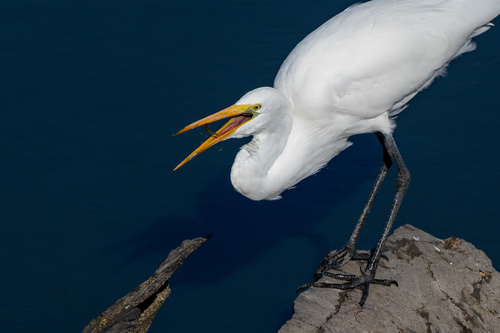 iNaturalist observation photo of Great Egret