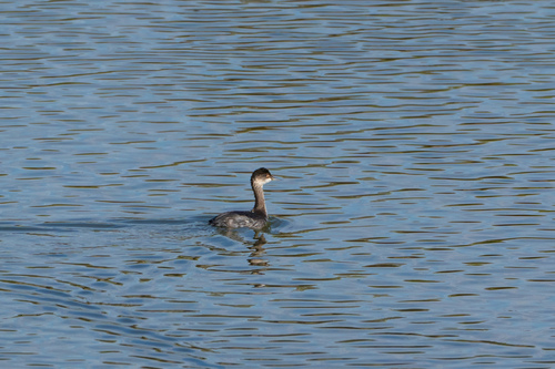 iNaturalist observation photo of Eared Grebe
