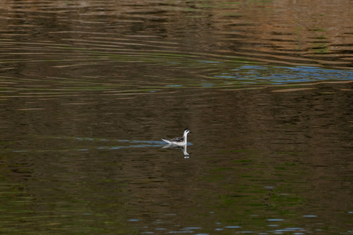 iNaturalist observation photo of Red-necked Phalarope