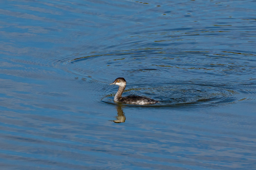 iNaturalist observation photo of Eared Grebe
