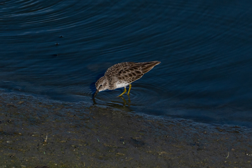 iNaturalist observation photo of Least Sandpiper