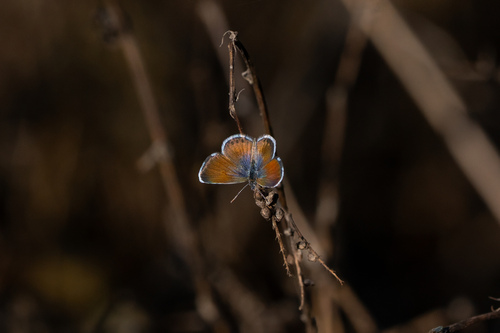 iNaturalist observation photo of Western Pygmy-Blue