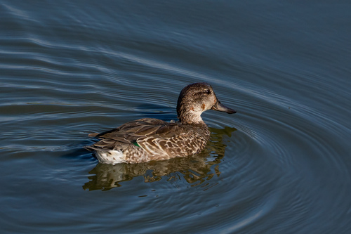 iNaturalist observation photo of Green-winged Teal