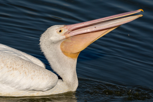 iNaturalist observation photo of American White Pelican
