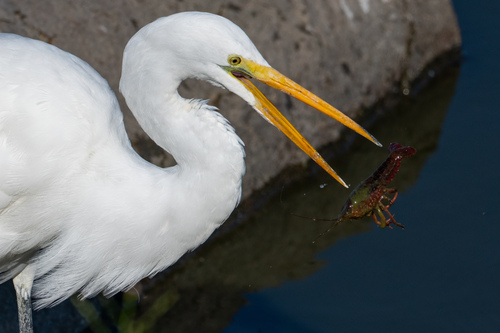iNaturalist observation photo of Great Egret
