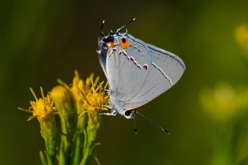 iNaturalist observation photo of Gray Hairstreak