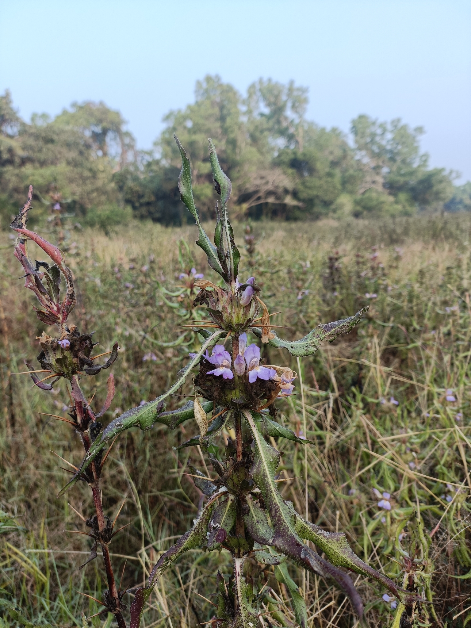 Kokilasha (Hygrophila auriculata)