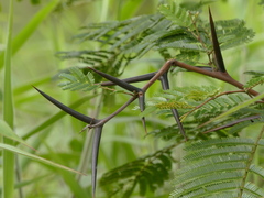 Vachellia collinsii