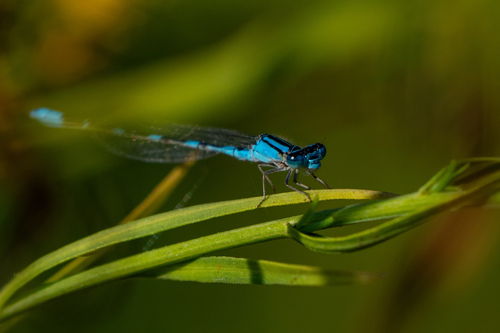 iNaturalist observation photo of Tule Bluet
