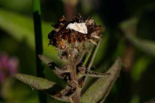 iNaturalist observation photo of Everlasting Bud Moth