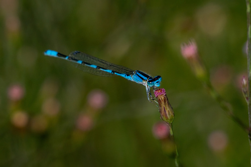 iNaturalist observation photo of Tule Bluet